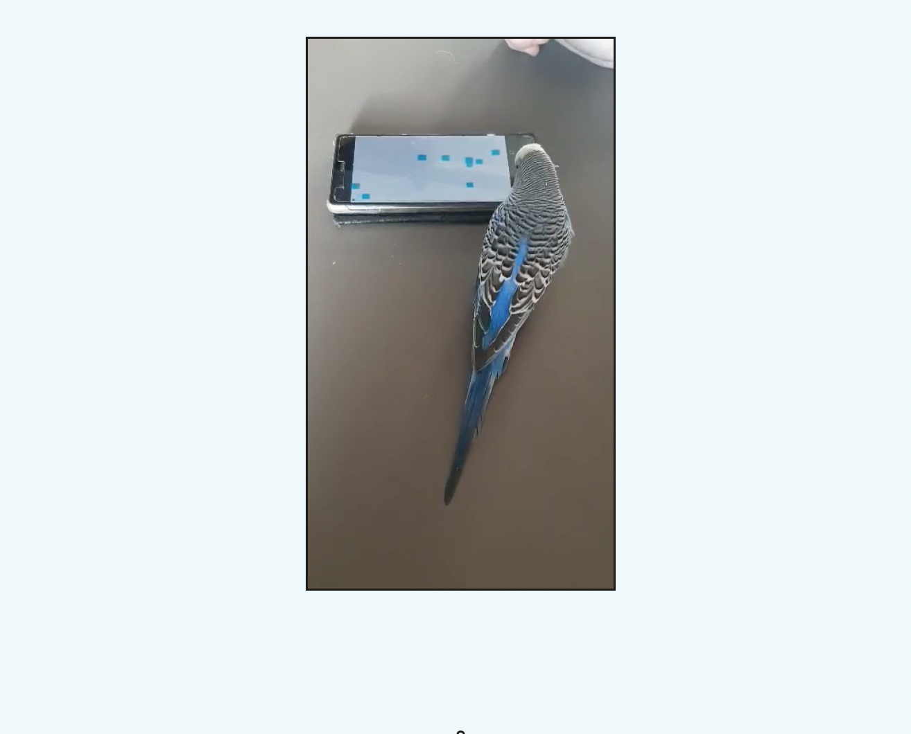Peck: Budgie Mobile Game project image